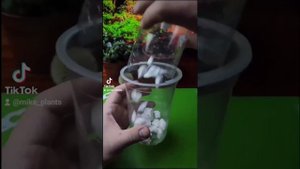 Самое большое дерево в Мире из семян + Результат!