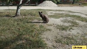 Египетский кот. Кто он?//Egyptian cat. Who is he?