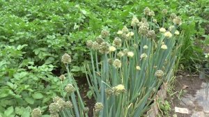 Как выращивать и размножать лук батун на даче