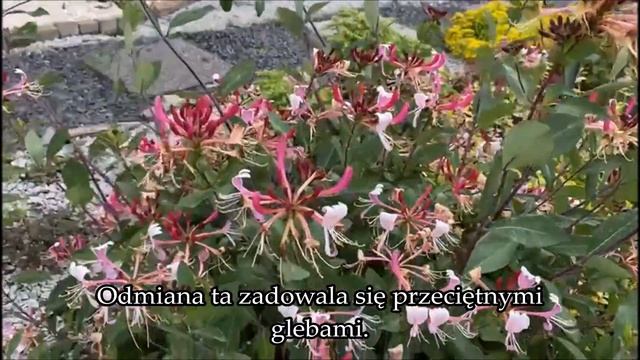 Wiciokrzew pomorski SEROTINA- Lonicera periclymenum - pachnące, pnącze do ogrodu i na taras смотреть онлайн