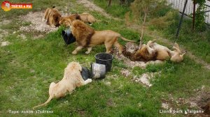 В прайд подвезли партию КАЙФА. Улётная туса! Анатолий в деле! DJI Mini 2