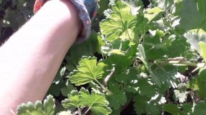 ОБРАБОТКА КРЫЖОВНИКА ОТ ЛОЖНОЙ МУЧНИСТОЙ РОСЫ