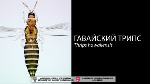 Гавайский трипс (Thrips hawaiiensis)