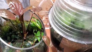 Cryptocoryne pontederiifolia 'red lips' from Aceh Highland is in Spathe!!!