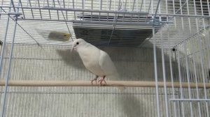 Смеющаяся горлица "Гузик" воркует