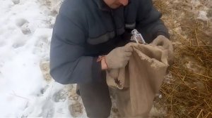 Покупка вьетнамских поросят у деревенского блогера, разведение свиней, торги, море позитива