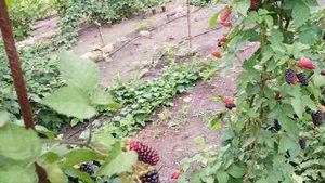 Какой процент затеняющей сетки лучше для ягоды