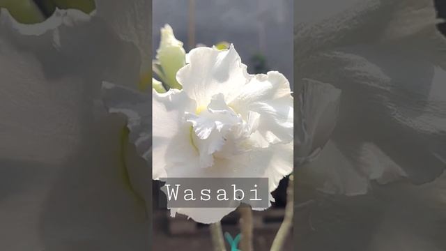 WASABI (?) | adenium | desert rose | by aboynamedaboy