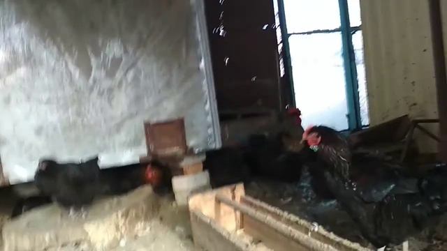 Продаю петухов и индоуток на племя. смотреть онлайн