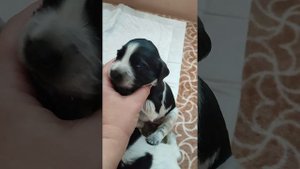 русский охотничий спаниель щенки