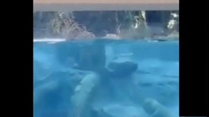 Леопард на охоте невероятное видео Zoo