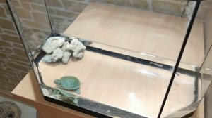 Реакция красноухой черепахи на живую рыбу!