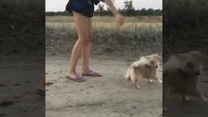 Чихуахуа. Дрессировка. Команды. Комплекс.