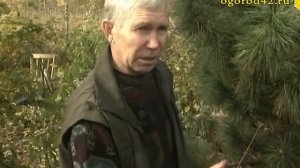 Прививка кедра на сосну