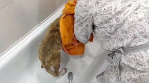 Акита Ину.  Первый день в новой семье.  Кормление, купание, прогулка.