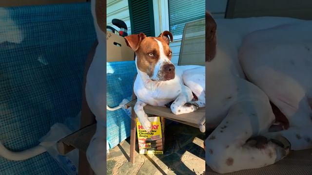 This is our dog hi she loves to sit in that chair I love her so much Please like and subscribe смотреть онлайн