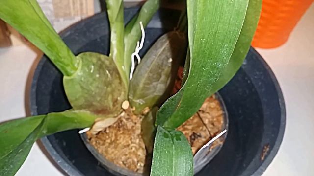 Oncidium pesky panther in spike смотреть онлайн