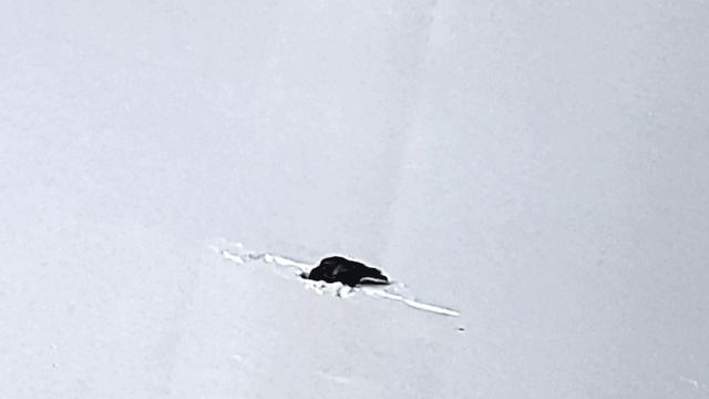Серая ворона нашла заначку в снегу