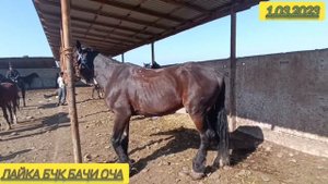 Асп бозори. Ленски