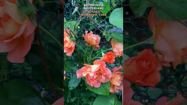 Роза Вестерленд в моем саду 2.09.21. Kordes, 1969, Германия,  Westerland Rose in my garden. #Shorts