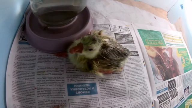 ИНКУБАЦИЯ ГУСИНЫХ ЯИЦ ОТ НАЧАЛА ДО КОНЦА смотреть онлайн