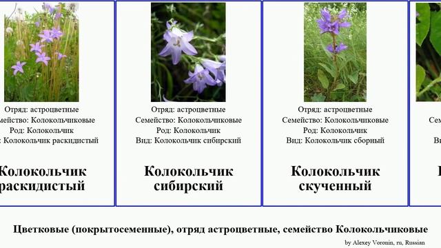 Цветковые (покрытосеменные), отряд астроцветные, семейство Колокольчиковые кольник букашник Отрана