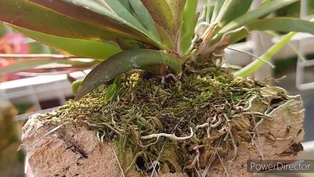 Tolumnia Jairak Firm 'Brown Brush'. Tolumnia Flyer 'Golden Sunset'.Tolumnia Jairak Flyer 'Salmon' . смотреть онлайн