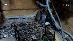 Дикая КРЫСА в доме!!! Паника и ужас для всей семьи!!! Что делать? Как избавиться от крыс? Кошмарище