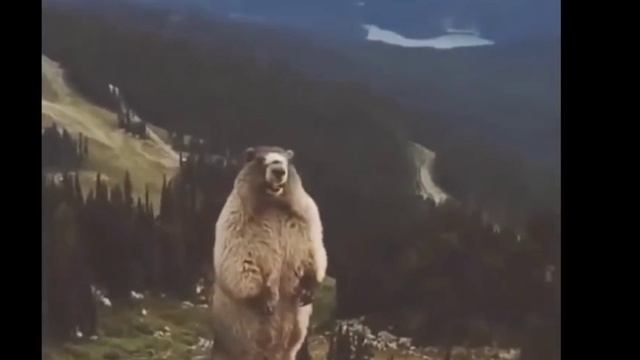 Мем кричащего бобра