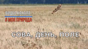 Сова днем в поле