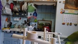 В чем сложность содержания крупных попугаев