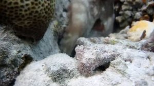 Мальдивы. Живность. Домашний риф отеля Fun Island