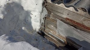 Первый облëт пчëл в 24 году