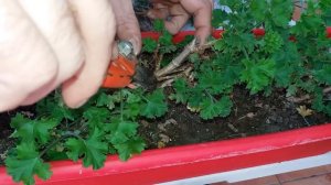 PODA Anual de todo tipo de Pelargonios GERANIOS Gitanillas/poda al gusto/El ratillo de Juan Valentí