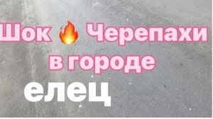 Шок?черепахи в городе Елец
