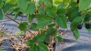 Дегустация ягоды ежевики сорт Апачи!!!