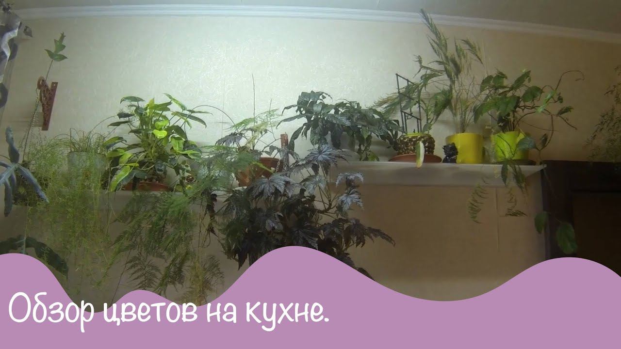 Мой зеленый уголок. Обзор комнатных цветов.11 серия