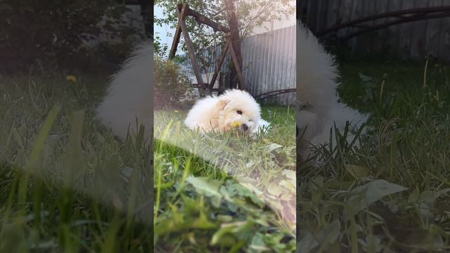 Милый щенок бишон фризе