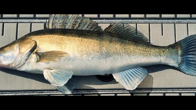 Обзор тюнинга катера Finval 555