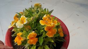 Nemesia Care Tips - Beautiful Winter Flower || Fun Gardening