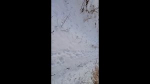 Охота на волка. Пришла стая волков, время против нас, вабить волков. ????❄
