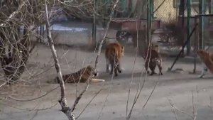 Амурский тигр зашёл к Бенгальским. Вожак стаи Бенгальских буквально обосрался.