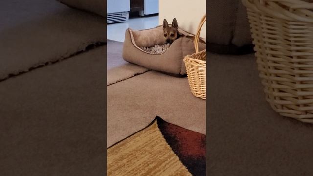 December 3rd, 2021. Rubes Shows How to Git Into the Sublime смотреть онлайн