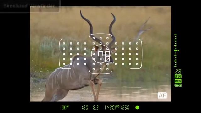 Canon EOS 1Dx Subject Recongnition смотреть онлайн