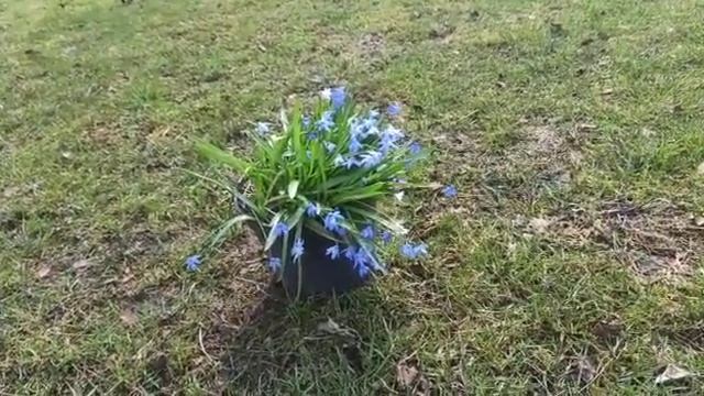 Сцилла (пролеска) - ранневесеннее луковичное растение