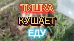 ТИШКА КУШАЕТ ЕДУ