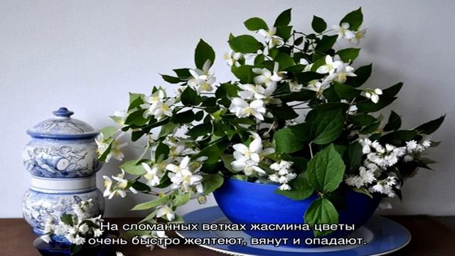 Жасмин — кустарник и комнатное растение стефанотис: значение цветка, приметы, суеверия смотреть онлайн