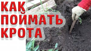 Как поймать крота 100%