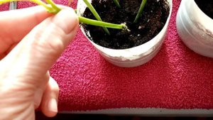 Размножение Лилии из БУКЕТА? в Зимнее время!!!  ЭКСПЕРИМЕНТ!!!  9 января 2023г.???