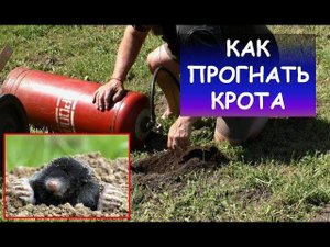 Как избавиться от кротов (как прогнать крота) / Best way to stop moles
